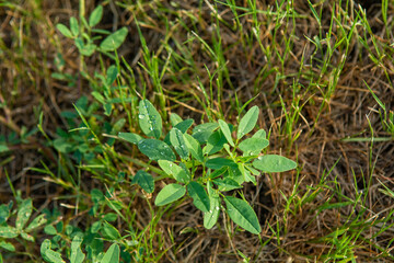 Small alfalfa growing on the great plains after a light rain
