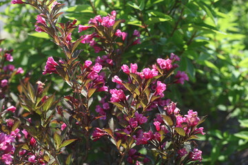 Fototapeta premium pink flowers in the garden