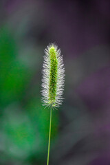 Obraz premium close up of flower