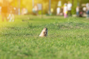 Naklejka na ściany i meble a wild gopher stands in a clearing in a city Park against the background of people walking in Sunny summer