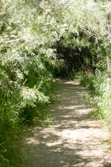 Empty forest path through greenery in a park