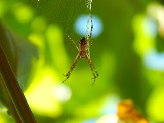Aranha