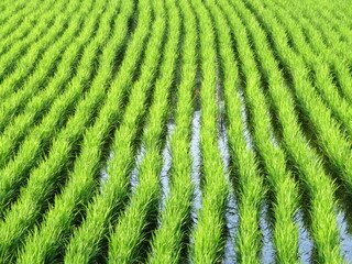 green rice field in Korea