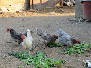 free range chickens