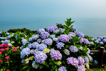 関﨑のあじさい
