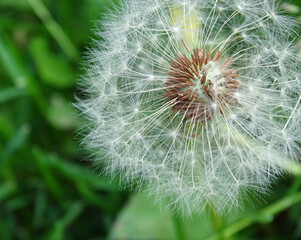 Fluffy dandelion seeds close up