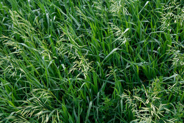 Prairie grass growing in a peaceful and secluded area of the great plains