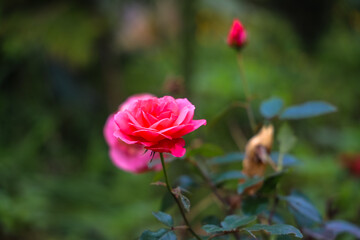 pink rose in the garden