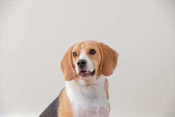 Beagle dog isolated on white background and close-up indoors young cute.