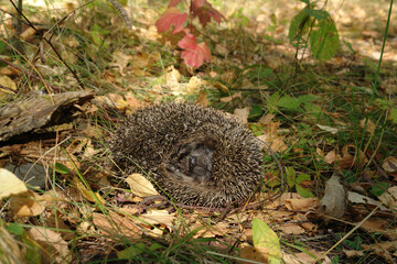 A close up of common hedgehog (Erinaceus europaeus), curled up into a ball. A hedgehog, lying on the side among a dry fallen leaves on a glade in the forest on a sunny autumn day