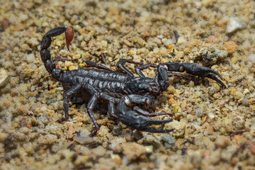 Asian Forest Scorpion on sand  in tropical garden 