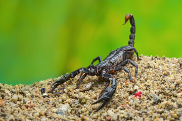 Asian Forest Scorpion on sand  in tropical garden 