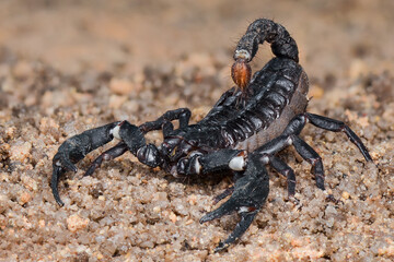 Asian Forest Scorpion on sand  in tropical garden 