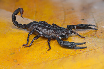 Asian Forest Scorpion on leafs in tropical garden 