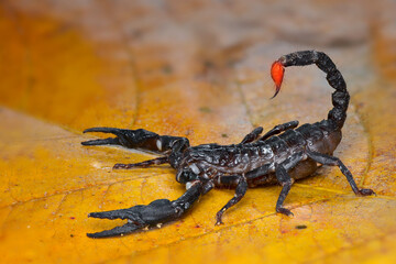 Asian Forest Scorpion on leafs in tropical garden 