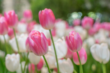 Pink and white tulips blooming in the winter on blurred background.