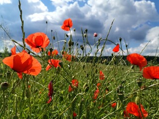 field of poppies