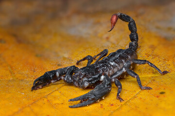 Asian Forest Scorpion on leafs in tropical garden 