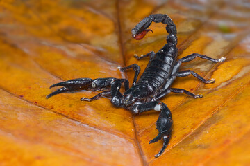 Asian Forest Scorpion on leafs in tropical garden 