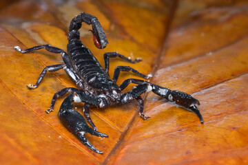 Asian Forest Scorpion on leafs in tropical garden 