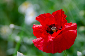 Red poppy flower
