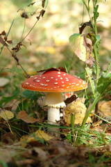 A close up of wild fly agaric (Amanita muscaria) with bright red-orange cap among the yellow fallen leaves on a sunny autumn day