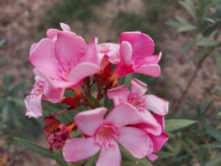pink magnolia flowers