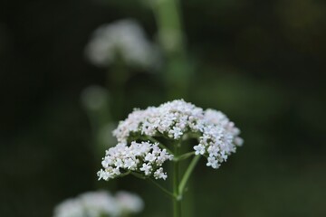 Valerian plant. Flowers of Valeriana Officinalis close-up on a blurry green background.Medicinal plants. Healing herbs and flowers.Alternative nature. Homeopathy remedy