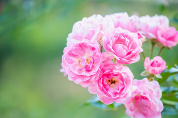 Beautiful pink roses flower in the garden