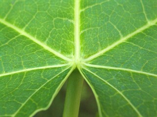 Closeup green leaf of plant in garden with blurred background, macro image and blur and bright background, soft focus, sweet color, nature leaves for card design