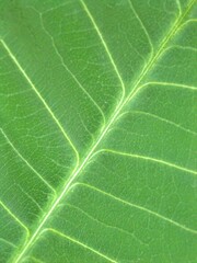 Closeup green leaf of plant in garden with blurred background, macro image and blur and bright background, soft focus, sweet color, nature leaves for card design