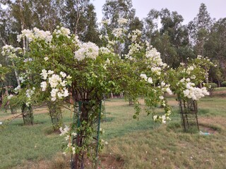 cherry tree in bloom