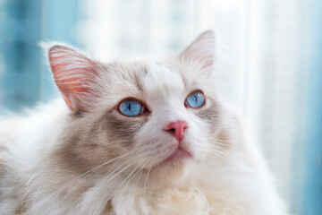 Cute ragodll cat withamazing blue eyes look up
