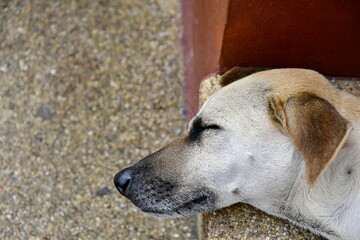 Closeup of the face and the head of the dog sleeping on the sidewalk beside the red pole in the park. At the head of the dog, there was apoint where the feathers roll back and forth together.
