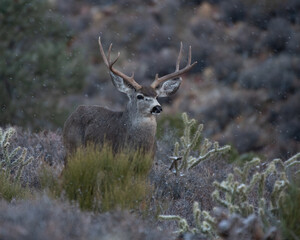 A majestic buck mule deer.