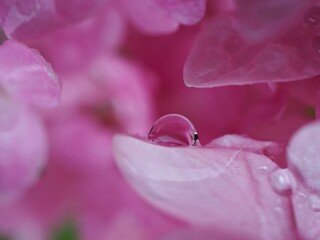 Closeup petal of pink hydrangea flower with blurred , macro image and soft focus for background ,sweet color for card design