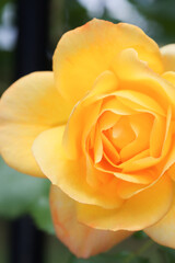 黄色いバラのイメージ