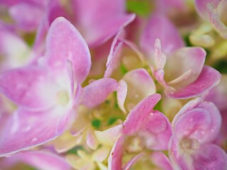 Closeup petal of pink hydrangea flower with blurred , macro image and soft focus for background ,sweet color for card design