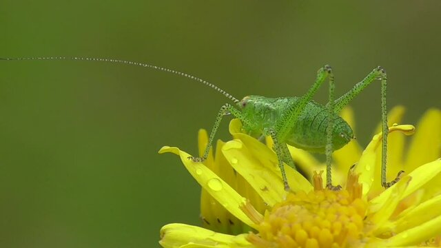 Punktierte Zartschrecke (Leptophyes punctatissima) im Moseltal