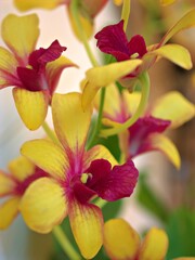Obraz na płótnie Canvas Closeup petals orchid Dendrobium yellow red stripe-without flowers in garden ,macro image ,sweet color for card design ,soft focus, blurred background