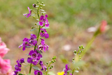 Close up beautiful Waew Wichian with sunlight. (Angelonia goyazensis Benth; Thai style forget-me-not)