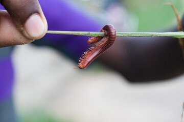 rigoniulus corallinus, sometimes called the rusty millipede or common Asian millipede.