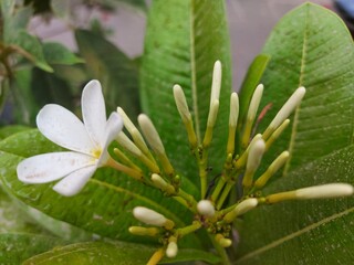 close up of a flower