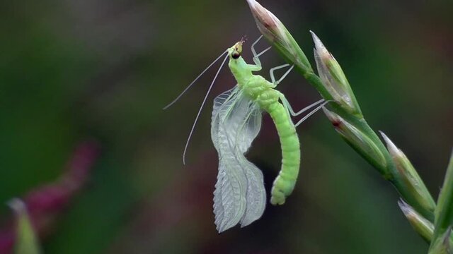Florfliege (Chrysopa oculata) pumpt ihre Flügel nach dem Schlupf auf
