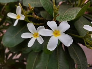 white frangipani flower