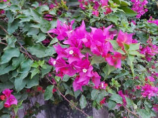 pink flowers in a garden