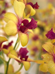 Closeup petals orchid Dendrobium yellow red stripe-without flowers in garden ,macro image ,sweet color for card design ,soft focus, blurred background