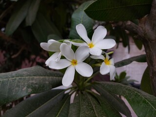 magnolia tree flower