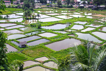 Rice fields in the Anai Valley beside the village of Padang Panjang in Singalang province in West...