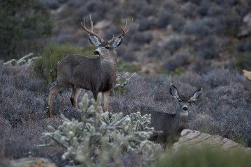 A majestic buck mule deer.